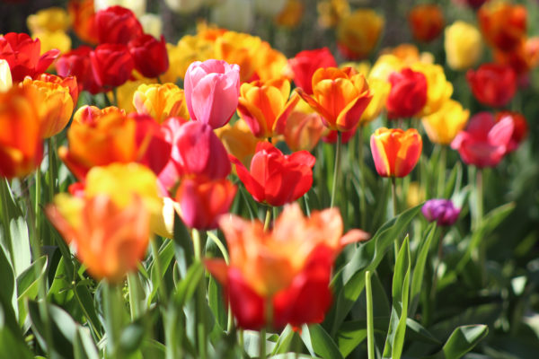 Plantas para hacer que tu jardín huela sorprendente