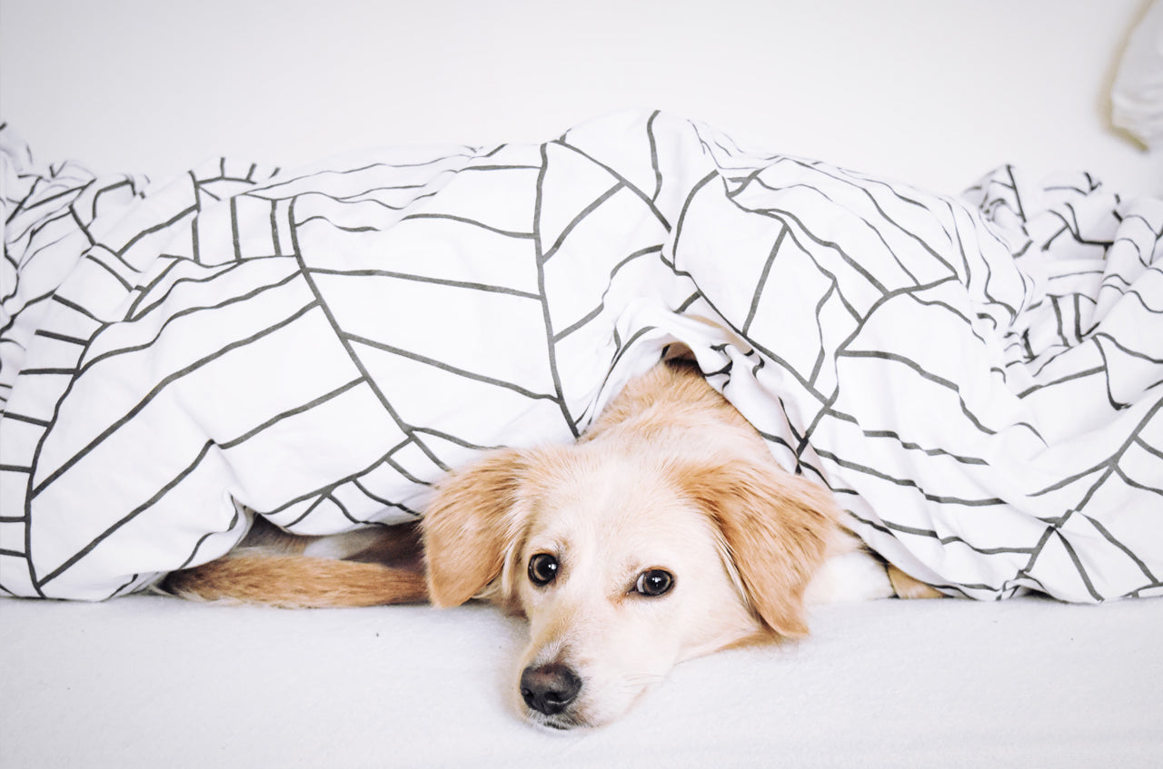 ¿Dejas dormir contigo a tus mascotas? ¿Sí o no?