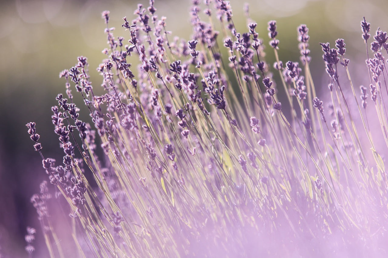 Anticípate a la primavera con tu colcha